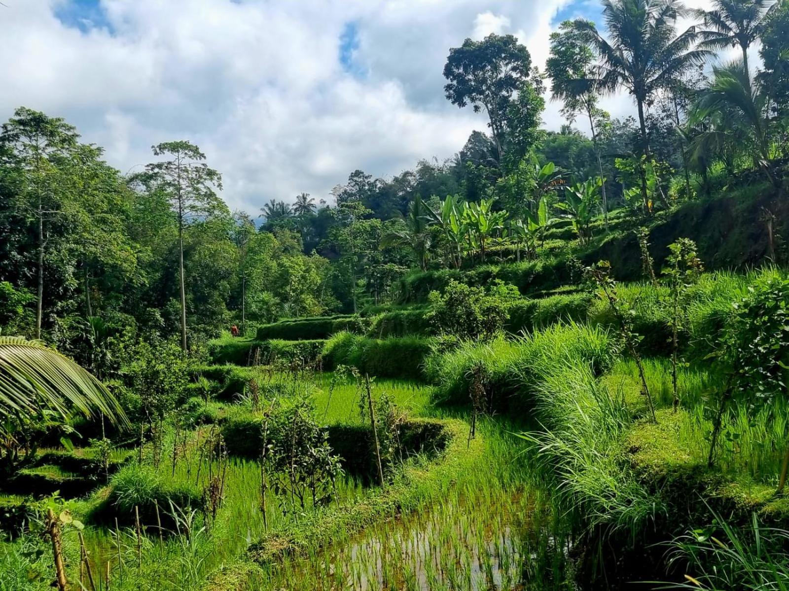 Girang Rinjani Bungalows Tetebatu Chambre photo