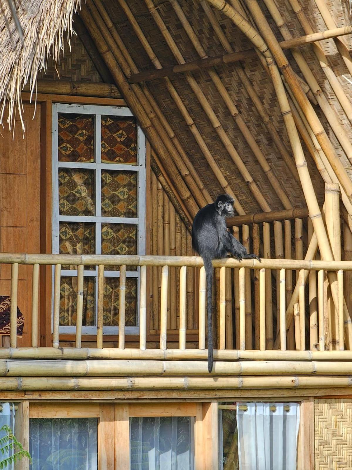 Girang Rinjani Bungalows Tetebatu Extérieur photo